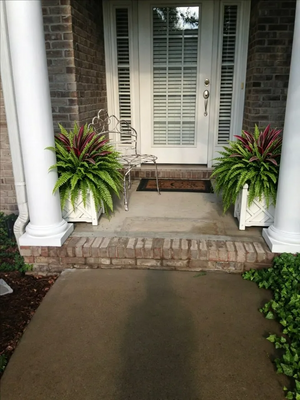 These look amazing on my front porch! 🌿